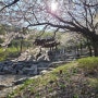 벚꽃잎 떨어지는 도덕산 공원에서(24.4.9)