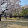 4월초 날씨 벚꽃길 🌸 일상