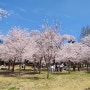 [경주여행] 벚꽃명소 불국사
