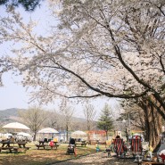 청주더플레이그라운드: 벚꽃캠핑장, 키즈캠핑장, 벚꽃피크닉