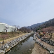 [양주 가볼만한곳]장흥 조각공원 양주시립장욱진 미술관 벚꽃명소 나들이 추천