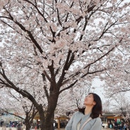 안성팜랜드 유채꽃 벚꽃 목련 4월 봄꽃 구경