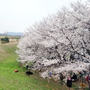 #4월 일상-벚꽃/코스트코장보기/일본여행/강원랜드/다이어트시작