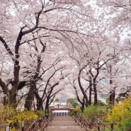 동인천 신신분식 세숫대야 떡볶이 먹고 자유공원 벚꽃 나들이