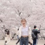인천 데이트 벚꽃명소 SK석유화학벚꽃동산🌸