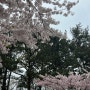 마지막 벚꽃놀이 :: 포항 하이퍼리얼 환호 해맞이 공원 카페