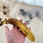 강아지 바나나 급여량 및 과일 알러지 주의점