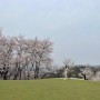 벚꽃라운딩, 아시아나 파3 선착순 평일라운딩 후기!