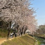 의왕 가볼만한곳 왕송호수공원 벚꽃 현황, 주차, 레일바이크 정보