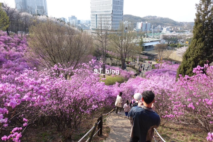 부천 원미산 진달래축제 진달래동산(평일에 다녀온 후기)