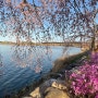 강릉 경포호 벚꽃 만발했어요. 개나리 진달래 벚꽃 튜율립을 한꺼번에 볼수 있는 경포호