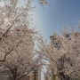 흔들리는 어느 봄날 피어난 문발동 거리의 벚꽃 목련 올해도 좋다