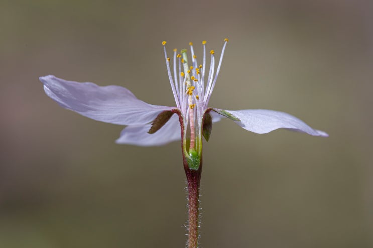 벚나무속(Prunus) '벚나무' 5종 알아보기 : 네이버 블로그