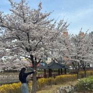 경북 벚꽃 명소 경산 마위지 근린공원 봄꽃 개화