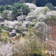 [24년 꽃 구경] 당진 "삼선산수목원" 별 생각없이 방문했는데, 너무 예쁘게 꾸며져 있는 장소_24.04.07