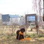 대전 애견동반 벚꽃 나들이 현대아울렛 대전점