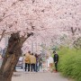 서울 벚꽃명소 여의도 봄꽃축제 그리고 사람축제