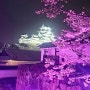 오사카 교토 벚꽃 여행(1일 히메지성)