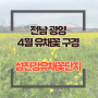 2024년 전남 광양 4월 꽃놀이 섬진강 유채꽃 단지 개화시기