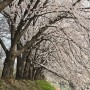 양재 매헌 시민의숲 : 그래도 여유로운 벚꽃놀이 벚꽃터널