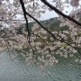 주산봄꽃축제 (주산벚꽃)