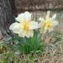 1분거리 봄 꽃 구경 현장체험학습