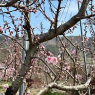 4월 살구꽃, 복숭아꽃, 자연산 머구대 머위나물 소식