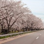 하동 십리벚꽃길 벚꽃축제 실시간 개화상황 CCTV 및 주차