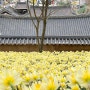 충남 서산 가볼만한곳 서산 유기방가옥 수선화 축제 4월 봄꽃축제