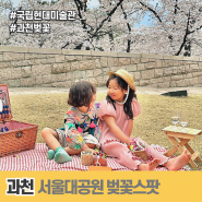 서울대공원 벚꽃 스팟! 과천 벚꽃 예쁜 곳