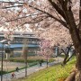 4월 일상_벚꽃엔딩