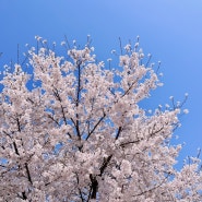 [인천벚꽃명소] 경인 아라뱃길 매화동산 일대 벚꽃만개ꕤ