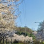 인천 벚꽃 숨은 명소 원적산공원, 벚나무동산, 오일파스텔 꽃그리기