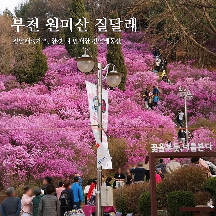 부천 원미산 진달래축제 후, 진달래동산 만개