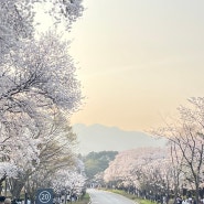 서울대공원 동물원 벚꽃이 예뻐요