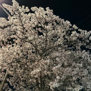 봄 맞이 대구/밀양 여행 🌸