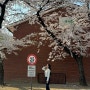 서울벚꽃명소 숨은 벚꽃 포토존 : 용산공원 미군기지 / 용산가족공원 / 남산