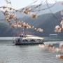 춘천 벚꽃 명소 남이섬 축제 벗꽃놀자 축제 가평 당일치기 여행