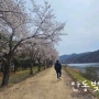 [경상북도-단양] 단양여행 / ③ 여기저기 벚꽃 여행