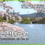 인천대공원 벚꽃, 지금 인천여행 코스