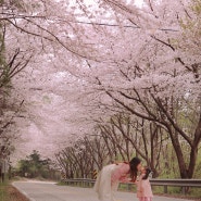 대전 벚꽃 명소 대청호벚꽃 드라이브 세상에서 제일 긴 벚꽃길