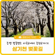 증평 벚꽃명소 / 사곡교에서 증천교까지 삼기천 벚꽃길 / 충북 증평
