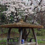 오산 벚꽃 - 물향기 수목원