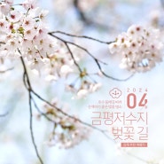 [전북 김제] 금평저수지 둘레길 따라 산책하기 좋은 벚꽃 명소