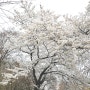 서울 광진구 워커힐 호텔 산책로 벚꽃길 걸어보세요