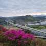대구 와룡산 최단코스 영산홍전망대 개화상태 공유