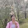 용인 호암미술관 희원 벚꽃명소 예약 주차 실시간개화상황