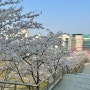 서울 성동구 벚꽃 명소 | 한양대학교, 한적해서 좋은🌸