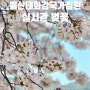 울산 실시간 태화강 국가정원 벚꽃