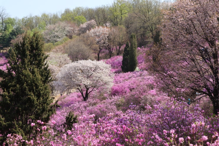 원미산 진달래동산 - 이것이 봄이다!!